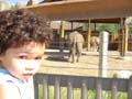 y-elephant